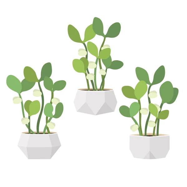 Young fresh green sprouts in white pots vector illustration — Stock Vector