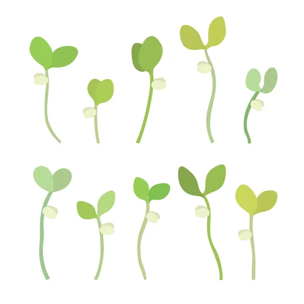 Young fresh single green sprouts vector illustration — Stock Vector