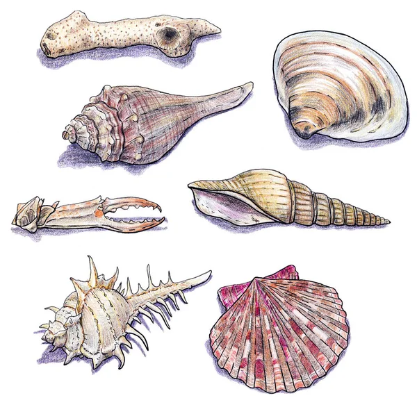 Kézzel rajzolt tengeri kagyló gyűjtemény. Tengeri izolált zsírkréta illusztráció — Stock Fotó