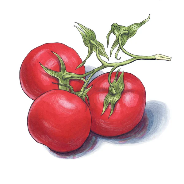 Beyaz arka planda 3 el çizilmiş domates — Stok fotoğraf