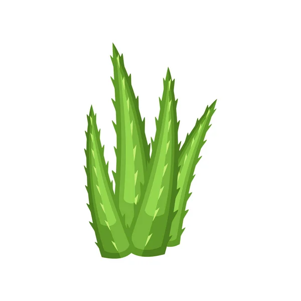 Cactus colorido y suculenta planta vector ilustración — Vector de stock