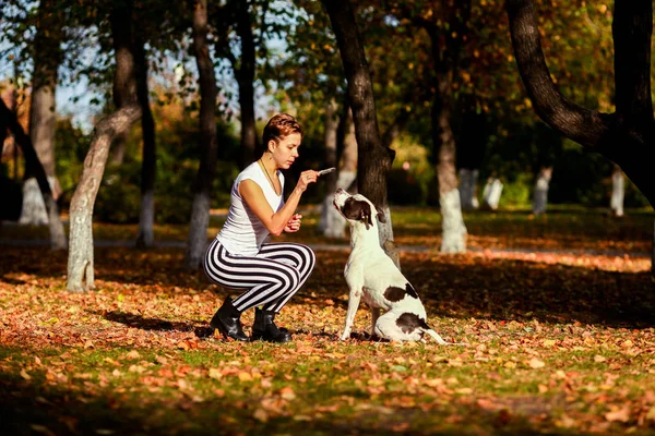 Девушка и собака в парке на открытом воздухе Стоковое Фото