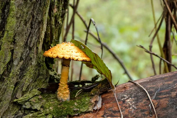 Sonbahar ormanlarında mantar yetişiyor.