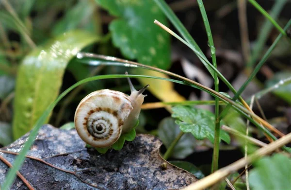 Yeşil çimenlerin üzerinde sürünerek salyangoz