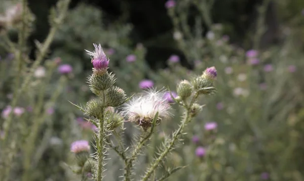 Thistle çiçekleri alanında