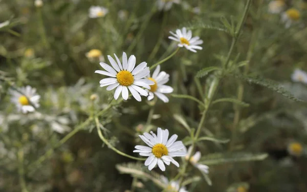 alanında birçok papatya çiçekleri