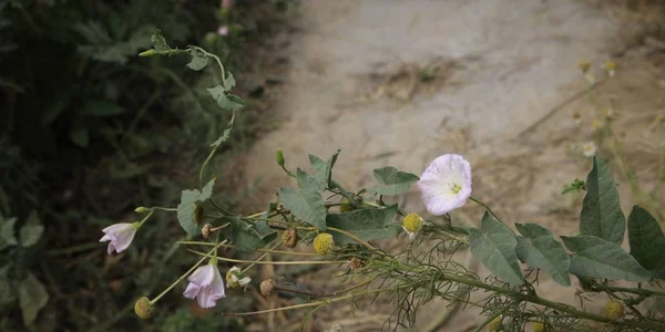 papatya üzerinde büyüyen alan paketi