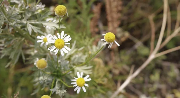 alanında birçok papatya çiçekleri