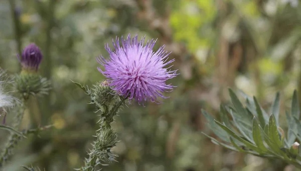Thistle growing in the field in the summer