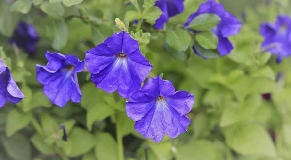 Petunya çiçek bahçede büyüyen