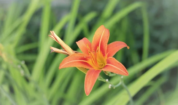 yeşil arkaplanda turuncu çiçek