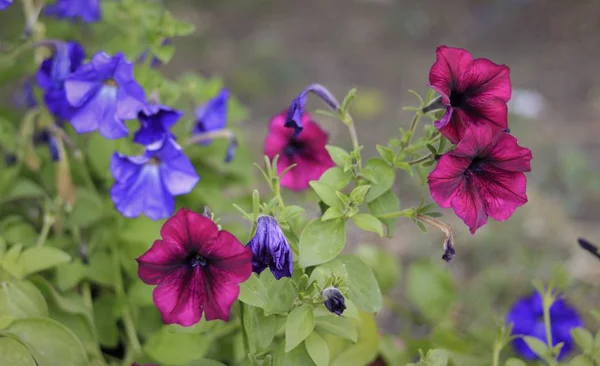 Petunya çiçek bahçede büyüyen