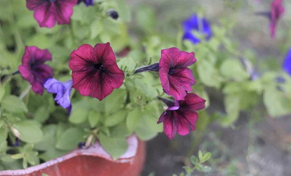 çiçekleri çiçek yatakta