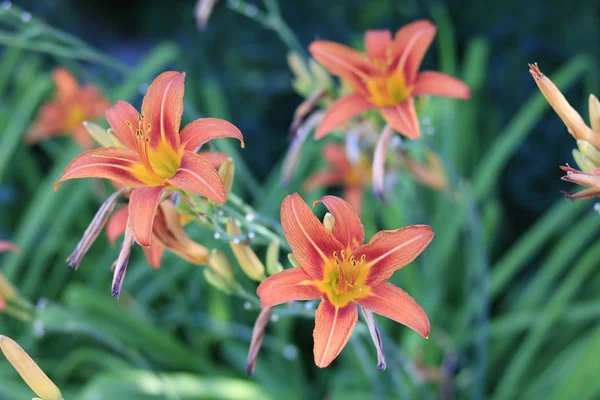 Three Flowers Green Background — Stock Photo, Image