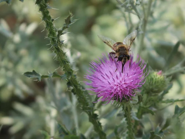 arı polen çiçek toplama