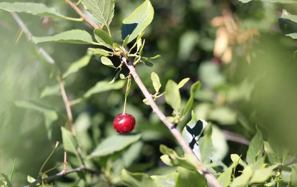 kiraz ağacı üzerinde büyüyen meyve ile