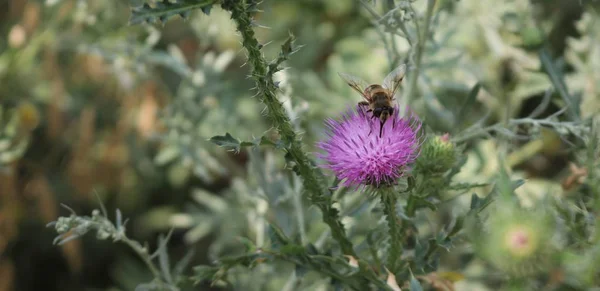 arı polen çiçek toplama