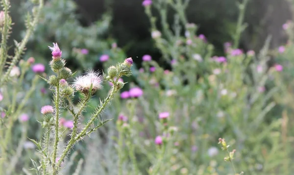 alanında büyüyen dikenli çalılar
