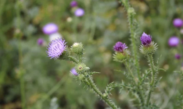 alanında büyüyen dikenli çalılar