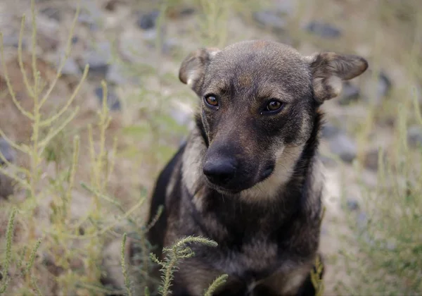 köpek iyi gözlere bakmak