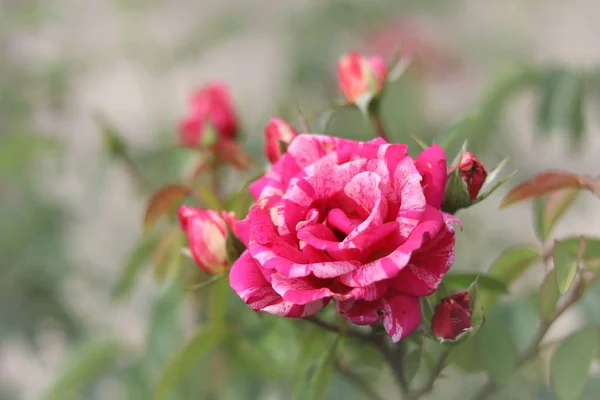 Yeşil arka planda güzel pembe bir gül