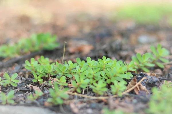 yerdeki küçük yeşil çimler uzuyor