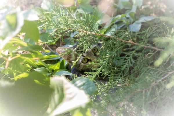 Genç yavru kedi çalıların gizleme