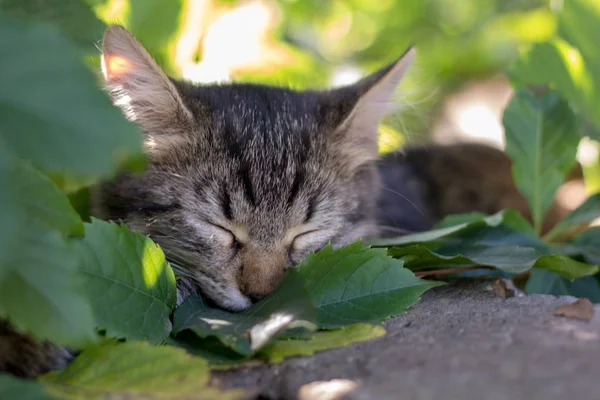 Genç yavru kedi çalıların dinlenme