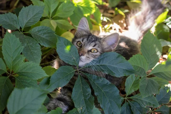 Genç yavru kedi çalıların dinlenme