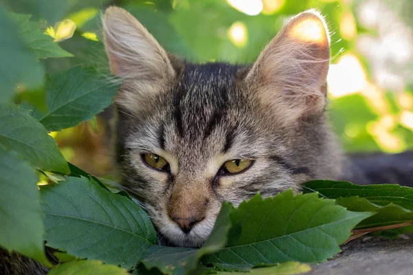 Genç yavru kedi çalıların dinlenme