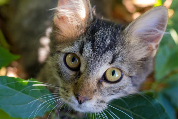 Genç yavru kedi çalıların poz