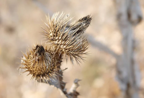 Kuru çiçekler yürürken vurdu