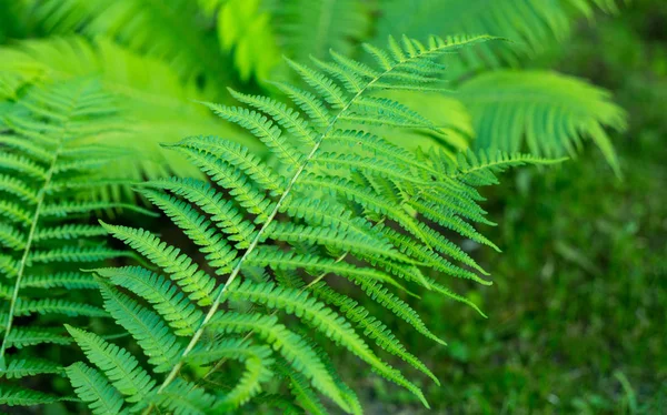 绿叶的蕨类植物 自然背景 — 图库照片