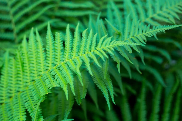 Hojas Verdes Del Helecho Fondo Natural —  Fotos de Stock