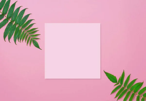 Flache Quadratische Rosa Papierseite Und Grüne Pflanzen Auf Rosa Pastellpapier — Stockfoto