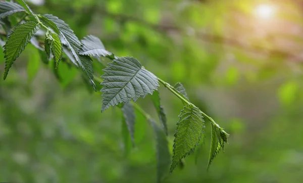 Feuilles Vertes Sur Une Branche Dans Forêt Image Fond — Photo