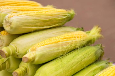 Taze sarı mısır. Çiftçi pazarında yeni ürün.
