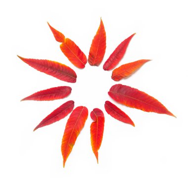 Sonbahar sarısı kırmızı yapraklar güneş şeklinde ve ortasında beyaz bir zemin üzerinde bir daire var. Desen.