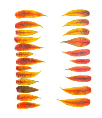 Beyaz arkaplanda sonbahar sarısı kırmızı yapraklar.