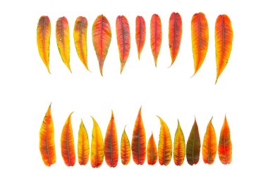 Beyaz arkaplanda sonbahar sarısı kırmızı yapraklar.