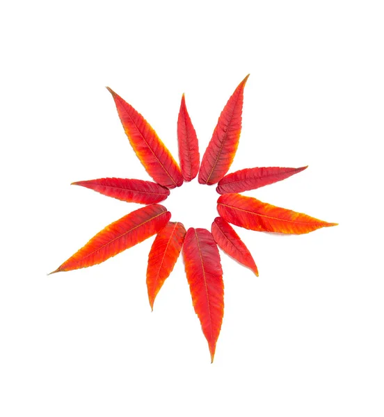 Pattern Autumn Red Leaves White Background — ストック写真