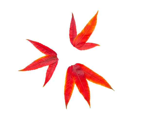 Pattern Autumn Red Leaves White Background — ストック写真