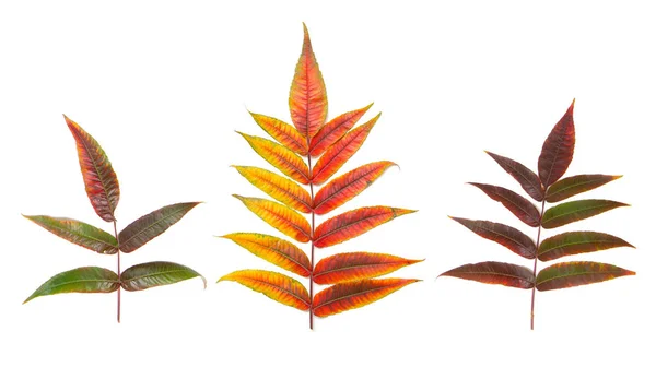 Three Autumn Yellow Red Leaves White Background — ストック写真