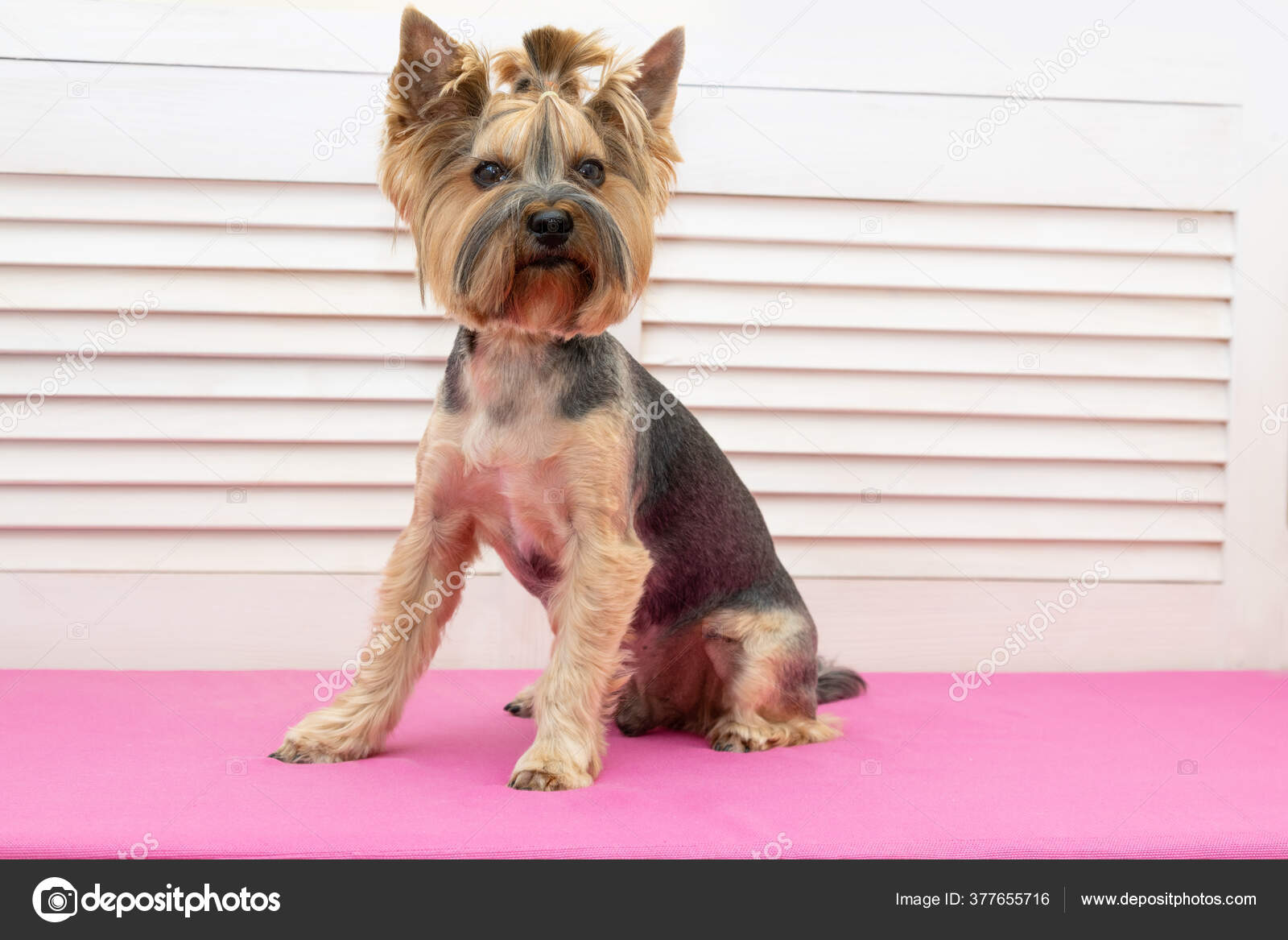 Como Cortar Pelo Cortes De Pelo Yorkshire Toy Yorkshire Toy Corte