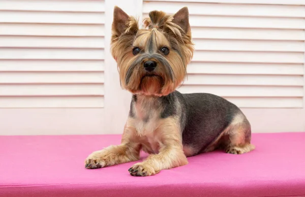Trimmed Yorkshire Terrier Dog Lying Couch Haircut — Stock Photo, Image