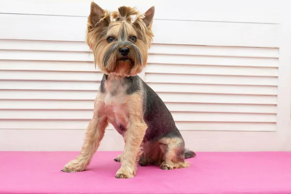 Aparado Yorkshire Terrier Cão Sentado Sofá Depois Corte Cabelo — Fotografia de Stock