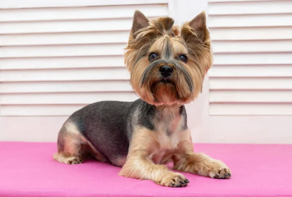 Taglio Yorkshire Terrier Cane Sdraiato Sul Divano Dopo Taglio Capelli — Foto Stock