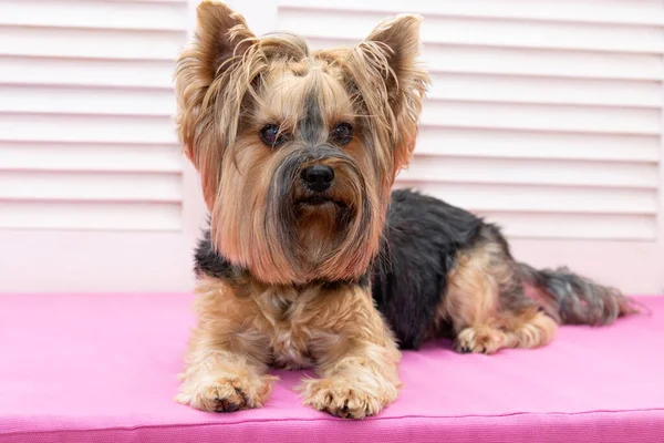 Shaggy Overgrown Dog Yorkshire Terrier Breed — Stock Photo, Image