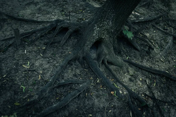 Wurzeln Eines Alten Baumes Dramatische Tonung — Stockfoto