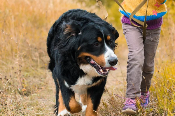 Berjalan Dengan Anjing Besar Berner Sennenhund Padang Rumput Musim Gugur — Stok Foto